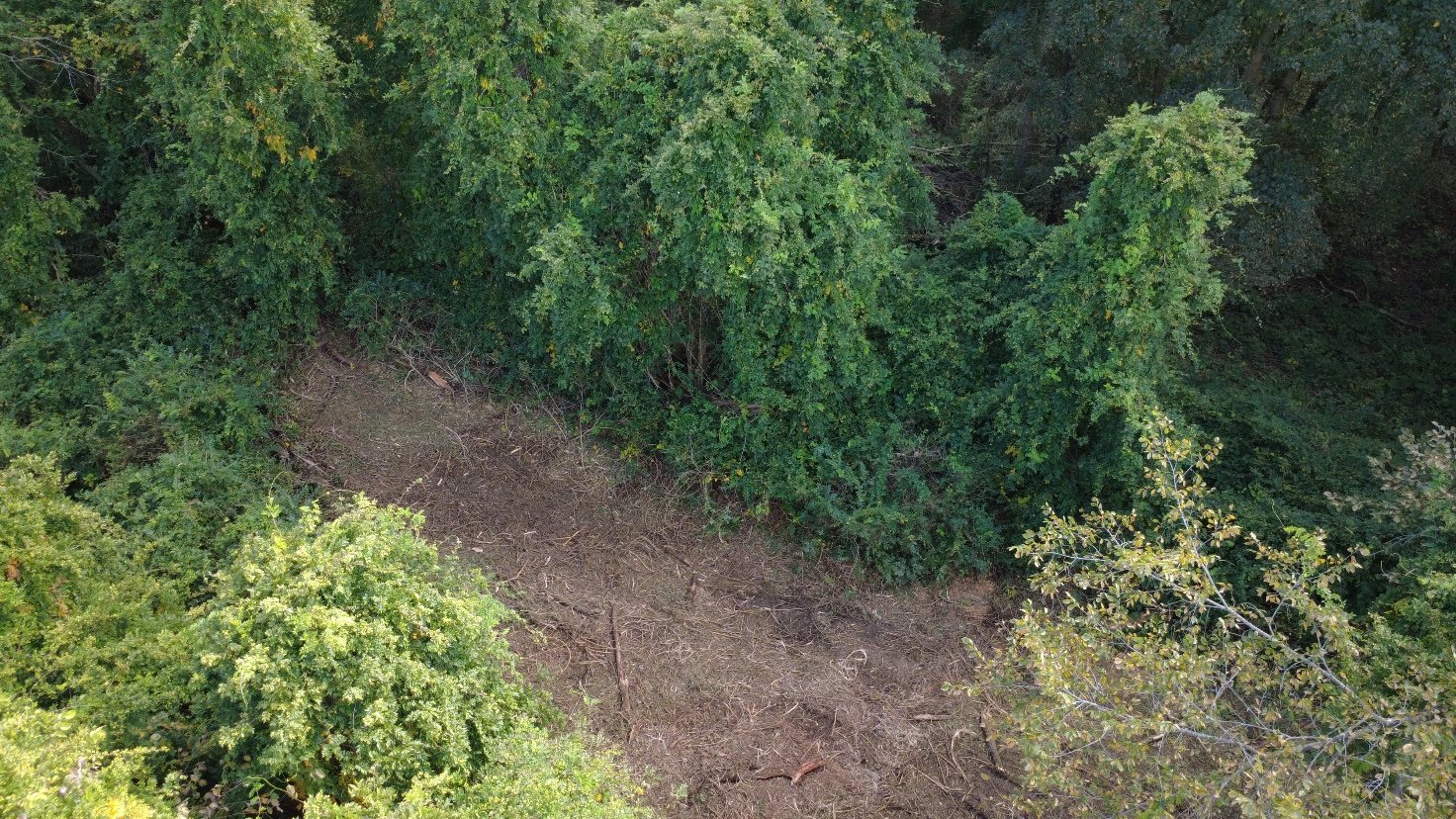 Hillside Brush Removal