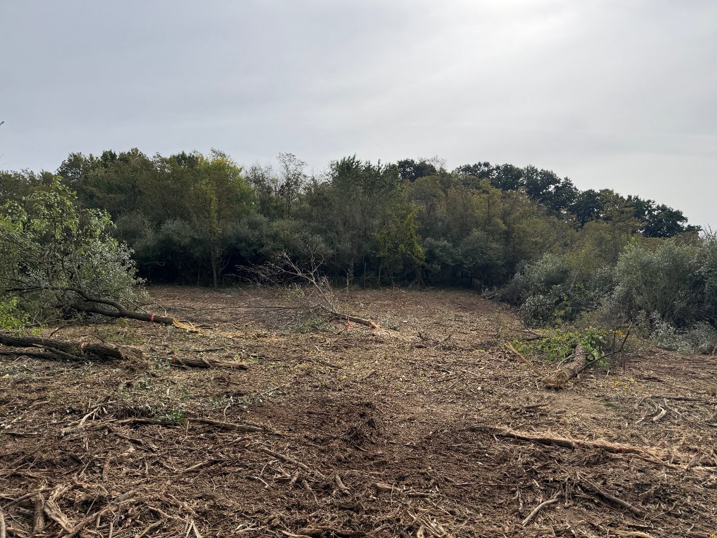 Dense Undergrowth to Open Land